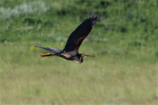 Учет птиц в Природном парке "Аслы-Куль"